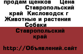 продам щенков  › Цена ­ 7 000 - Ставропольский край, Кисловодск г. Животные и растения » Собаки   . Ставропольский край
